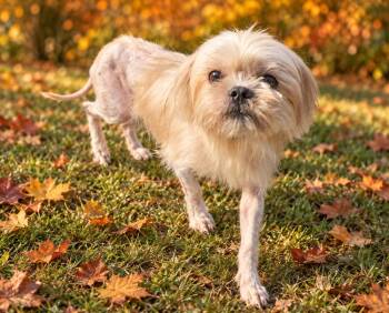 Hannah -  Shih Tzu Dog for Adoption - Hannah | PetCurious