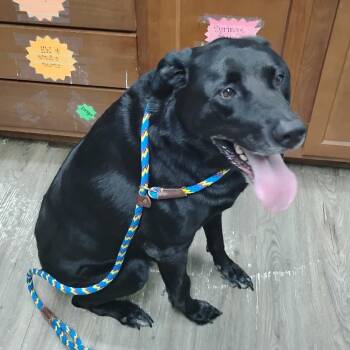 Black Labrador Retriever Dogs Available for Adoption in Summerville, South Carolina - Sullie | PetCurious