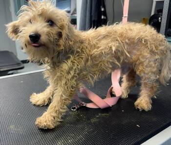 Dulce -  Poodle and Maltese Dog for Adoption in Santa Rosa, California - Dulce | PetCurious