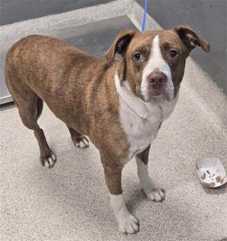 WEASEL -  Pit Bull Terrier and Mixed Breed Dog for Adoption in Tallahassee, Florida - WEASEL | PetCurious