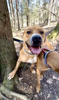 Boxer and Pit Bull Terrier Dogs Available for Adoption in Millerstown, Pennsylvania - FIDDLEhead | PetCurious