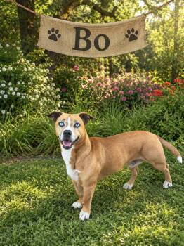 Bo -  Husky Dog for Adoption in Darien, Georgia - Bo | PetCurious