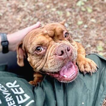 Campbell -  American Bulldog Dog Available for Adoption in Oakland, California - Campbell | PetCurious