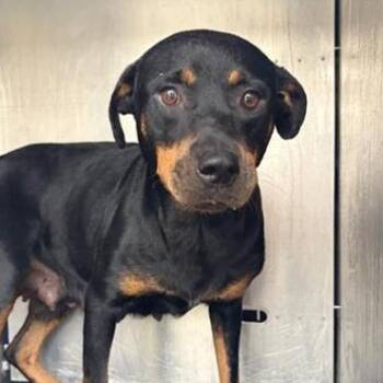 DEMI -  Rottweiler Dog for Adoption in San Antonio, Texas - DEMI | PetCurious