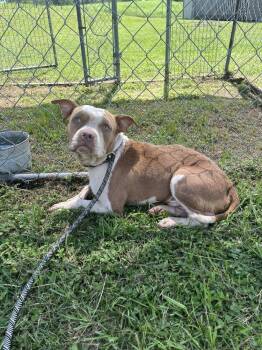 Rescue Mixed Breed Dogs for Adoption in Scott, Louisiana - Bullet | PetCurious