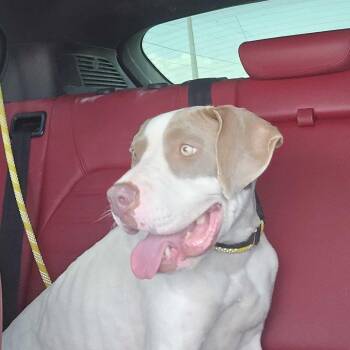 Cera -  American Staffordshire Terrier Dog for Adoption in Apache Junction, Arizona - Cera | PetCurious