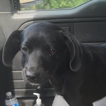 Black Labrador Retriever Dogs Available for Adoption in Rockdale, Texas - Leia | PetCurious