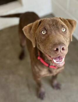 Crowders / Coco-puff -  Labrador Retriever and Mixed Breed Dog for Adoption in Broomfield, Colorado - Crowders / Coco-puff | PetCurious