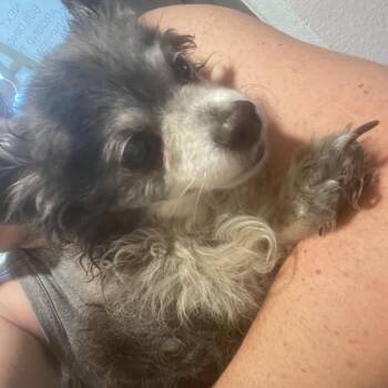 Chihuahua Dogs Available for Adoption in Port Charlotte, Florida - Billy | PetCurious