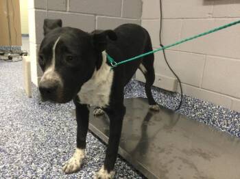 NOVA -  Labrador Retriever and Pit Bull Terrier Dog for Adoption in Thousand Palms, California - NOVA | PetCurious
