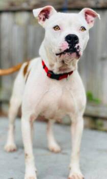 AC-4778 "Kenzie" -  Pit Bull Terrier Dog for Adoption in Conyers, Georgia - AC-4778 "Kenzie" | PetCurious