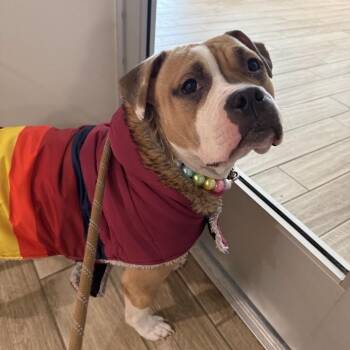 English Bulldog Dogs Available for Adoption in Oak Park, Illinois - Nahlah | PetCurious