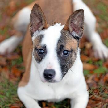 Terrier Dogs Available for Adoption - Glitter | PetCurious