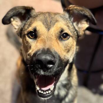 Mason -  Shepherd and Mixed Breed Dog for Adoption in San Francisco, California - Mason | PetCurious