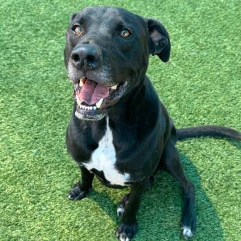 Labrador Retriever Dogs Available for Adoption - Hondo  | PetCurious