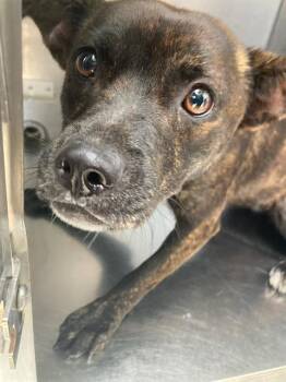 HANNAH -  Mixed Breed Dog for Adoption in Dallas, Texas - HANNAH | PetCurious