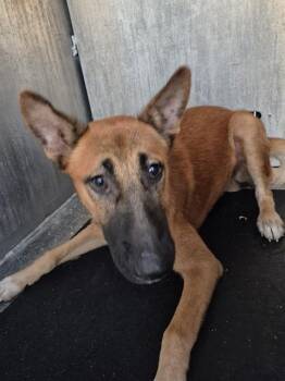 FRED T. COUGAR -  German Shepherd Dog Dog for Adoption in San Antonio, Texas - FRED T. COUGAR | PetCurious