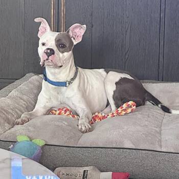 Rescue Pit Bull Terrier Dogs for Adoption in Longview, Texas - Prince | PetCurious