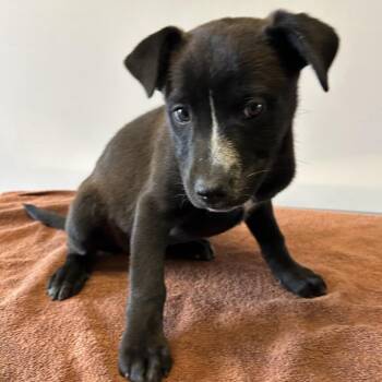 IVHS-Stray-139349 -  Shepherd Dog for Adoption in San Gabriel, California - IVHS-Stray-139349 | PetCurious
