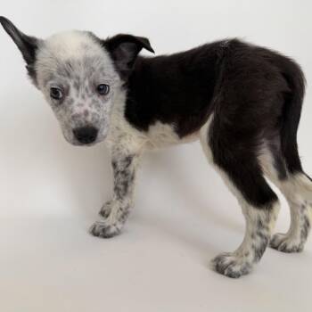 Atticus -  Mixed Breed Dog for Adoption in Brentwood, Missouri - Atticus | PetCurious