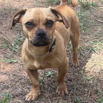 Sooki -  Chihuahua Dog for Adoption in Waxhaw, North Carolina - Sooki | PetCurious