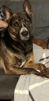 Willie Joe -  Mixed Breed Dog for Adoption - Willie Joe | PetCurious