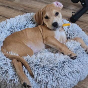 Fenn -  Labrador Retriever Dog for Adoption in Philadelphia, Pennsylvania - Fenn | PetCurious