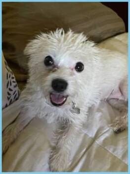 Rescue Cairn Terrier and Mixed Breed Dogs for Adoption in Covina, California - Chandi | PetCurious