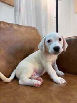 Hound and Labrador Retriever Dogs Available for Adoption in Friendswood, Texas - Niblet Pound Puppy Dog Hound | PetCurious
