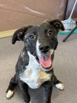 German Shepherd Dog Dogs Available for Adoption - Shyla | PetCurious