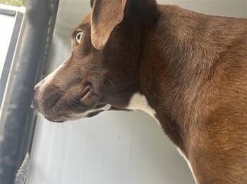 Rescue Labrador Retriever and Mixed Breed Dogs for Adoption in Houston, Texas - RUBY | PetCurious