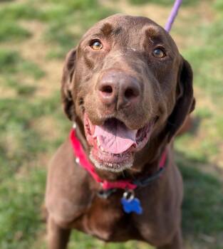 Labrador Retriever Dogs Available for Adoption - Dax | PetCurious