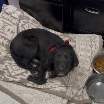 Mixed Breed Dogs Available for Adoption in Tacoma, Washington - Lolly | PetCurious