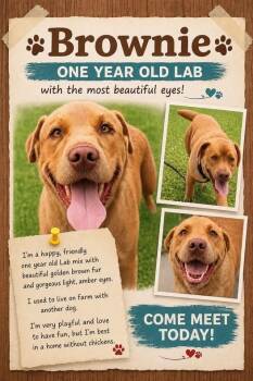 Brownie -  Labrador Retriever Dog for Adoption in Rensselaer, Indiana - Brownie | PetCurious