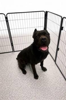 Cane Corso Dogs Available for Adoption in Westminster, Maryland - BRUNO | PetCurious