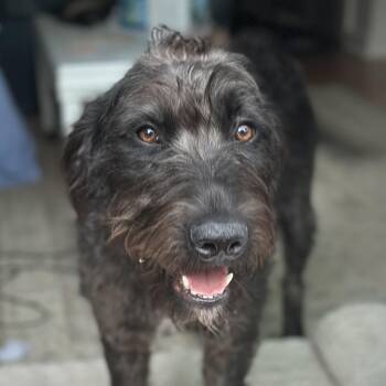 Elphaba -  German Wirehaired Pointer Dog for Adoption in Richmond, Virginia - Elphaba | PetCurious