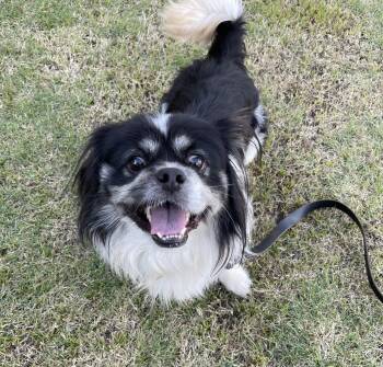 Rescue Pekingese and Shih Tzu Dogs for Adoption in Chandler, Arizona - Bao | PetCurious