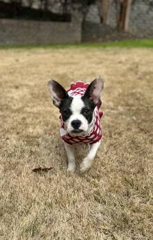 French Bulldog and Terrier Dogs Available for Adoption - Daisy | PetCurious