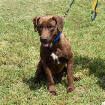 Labrador Retriever Dogs Available for Adoption in Searcy, Arkansas - Boone | PetCurious