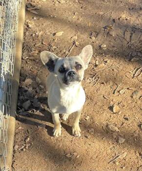 Toby -  Chihuahua and Terrier Dog for Adoption in Bonita, California - Toby | PetCurious