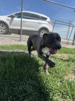 Jax -  Pit Bull Terrier Dog for Adoption in Weldon, Illinois - Jax | PetCurious