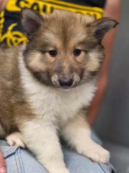 Everett -  Collie Dog for Adoption in Carthage, Missouri - Everett | PetCurious