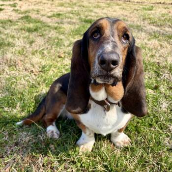 Basset Hound Dogs Available for Adoption - Flash | PetCurious
