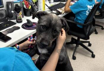 String Bean Soup -  Mixed Breed Dog for Adoption in New York, New York - String Bean Soup | PetCurious