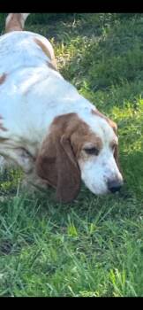 Basset Hound Dogs Available for Adoption in Valrico, Florida - Huck | PetCurious