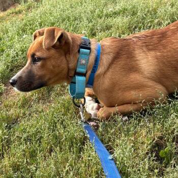 Mixed Breed Dogs Available for Adoption in Eastford, Connecticut - CT Graham | PetCurious