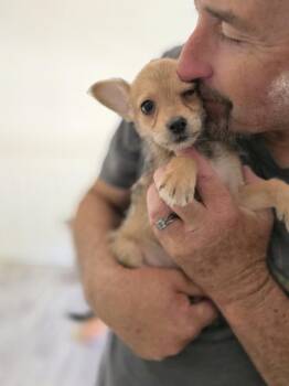 Pebbles -  Poodle and Chihuahua Dog for Adoption in Windsor, California - Pebbles | PetCurious