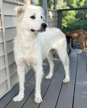 Snow -  Great Pyrenees and Mixed Breed Dog for Adoption in Malvern, Pennsylvania - Snow | PetCurious