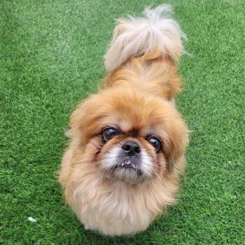 Kirbie -  Pekingese Dog for Adoption in Tempe, Arizona - Kirbie | PetCurious