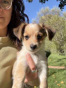 Calypso -  Chihuahua and Dachshund Dog for Adoption in Atascadero, California - Calypso | PetCurious